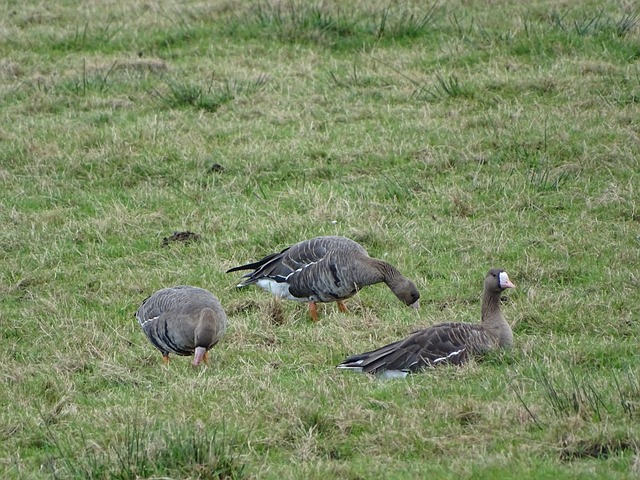 佩西納的基 佩西納的基
